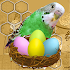 Budgie Nestegons Free1.1
