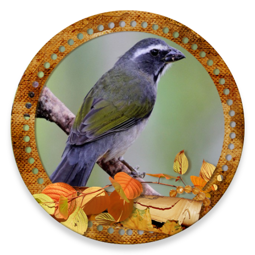 Cantos Trinca Ferro SongsBird