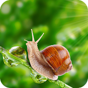 Top 40 Personalization Apps Like Snail Wallpaper 4K Latest - Best Alternatives