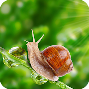 Snail Wallpaper 4K Latest