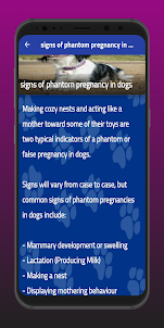 phantom pregnancy in dogs