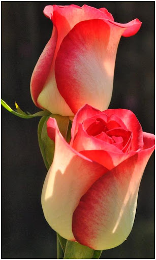 All Flowers Photo Frames Screen 3
