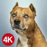 Dog Images HD icon
