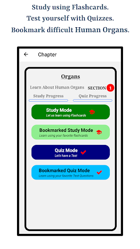 Learn About Human Organs Screen 2