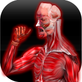 Anatomy Muscles icon