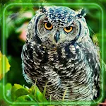 Cover Image of Herunterladen Forest Owls HD  APK