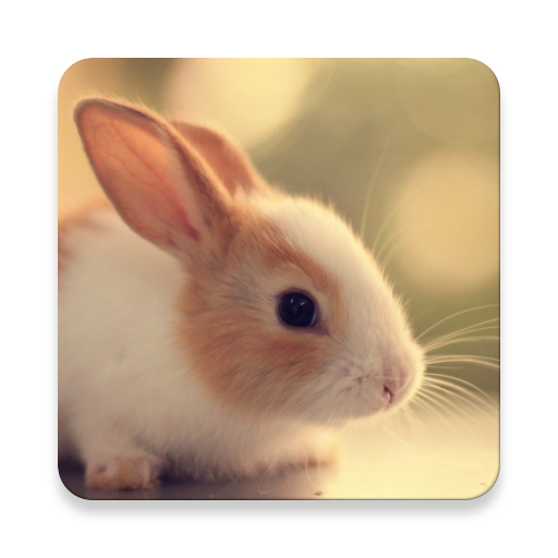 Cute Animals Pictures & Videos logo