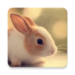 Cover Image of डाउनलोड Cute Animals Pictures & Videos  APK