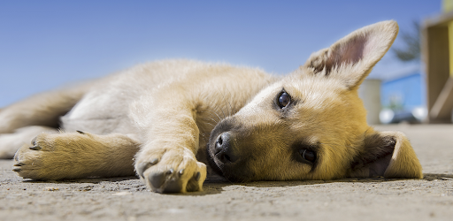 Android application Little Puppy screenshort