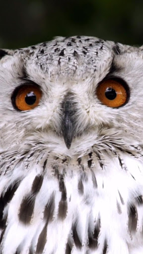 Android application white owl wallpaper screenshort