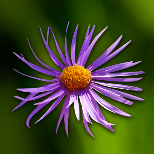 Wild flowers 3.1.1 Icon