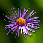 Cover Image of Download Wild flowers  APK