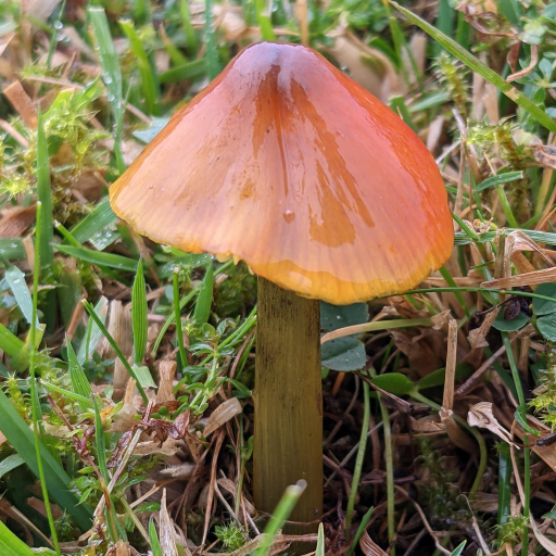 Peachy Steves UK Waxcaps logo