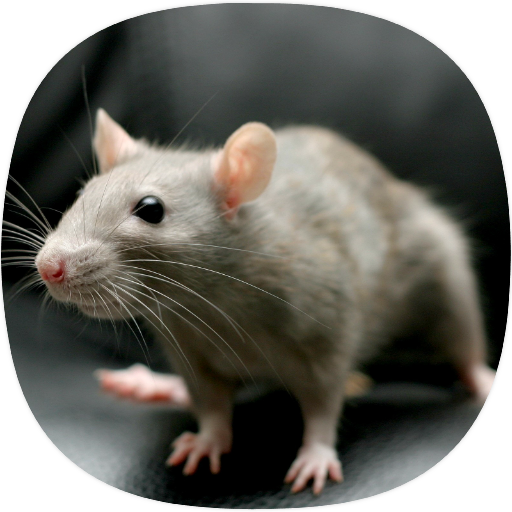 Rat Sounds logo