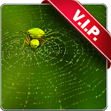 Web with spider live wallpaper icon