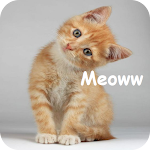 Cover Image of Download Understanding Cat Language  APK