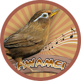Hwamei (Garrulax canorus) icon