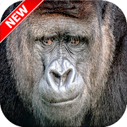 Download Gorilla Wallpaper Hd For Pc Windows 10 8 7 Appsforwindowspc