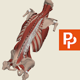 Primal's 3D Spine icon