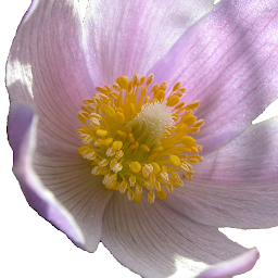 Icon image South Dakota Wildflowers