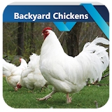 Backyard Chickens icon