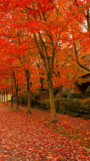 Autumn Wallpaper Screen 2