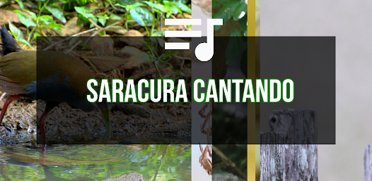 Saracura Cantando 2.0 APK + Mod (Unlimited money) untuk android