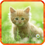 Cover Image of Baixar Kitten Live Wallpapers  APK