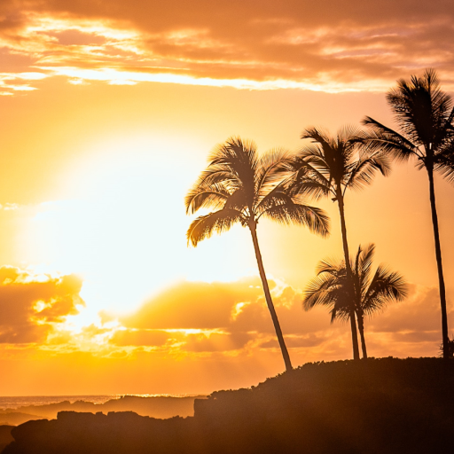 Palm Tree Wallpapers logo