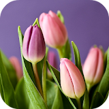 Tulip Wallpapers icon
