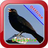 Master Kicau Burung Blackbird icon