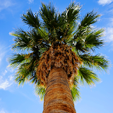 live palm tree wallpaper icon