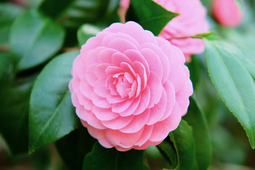 Camellia Flower Wallpapers Screen 2