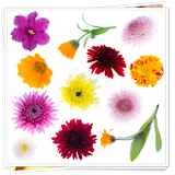 Chrysanthemum Flower Onet Game icon