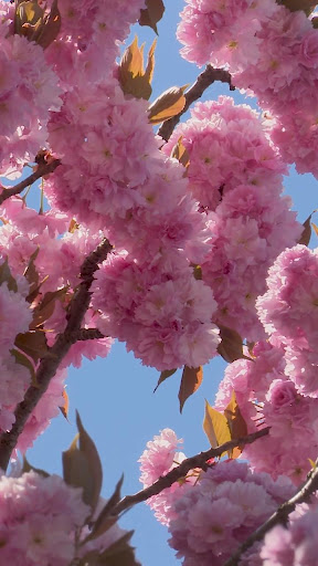 Android application spring tree wallpaper screenshort