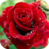 Multicolored Roses icon