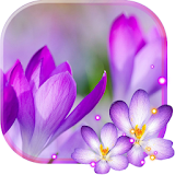 Spring Flowers 2016 icon