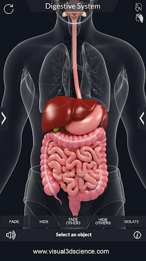 Digestive System