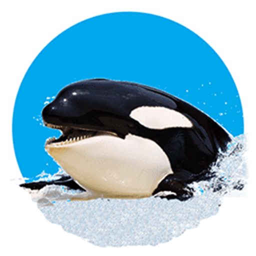 Killer Whale 3D logo