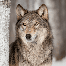 Wolf Jigsaw Puzzle Games