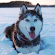 Husky Wallpaper HD - Dog Wallpapers HD 4k Download on Windows