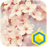 Cherry Blossoms - 카카오홈 테마 icon
