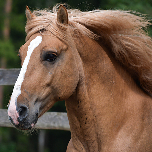 Horses Jigsaw Puzzles  Icon