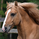 Horses Jigsaw Puzzles تنزيل على نظام Windows