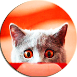 Scare Cats Sound Cat Prank icon