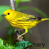 Chirping Canary icon
