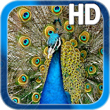 Birds Peacock LWP Free icon