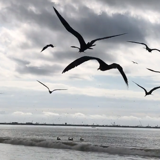 birds video wallpaper logo