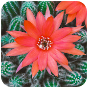 Top 40 Personalization Apps Like Cactus Flowers HD Wallpaper - Best Alternatives