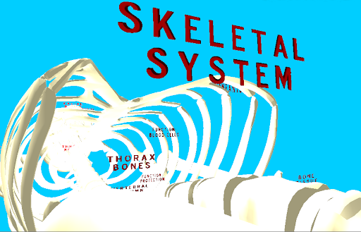 The Human Skeleton VR Screen 3